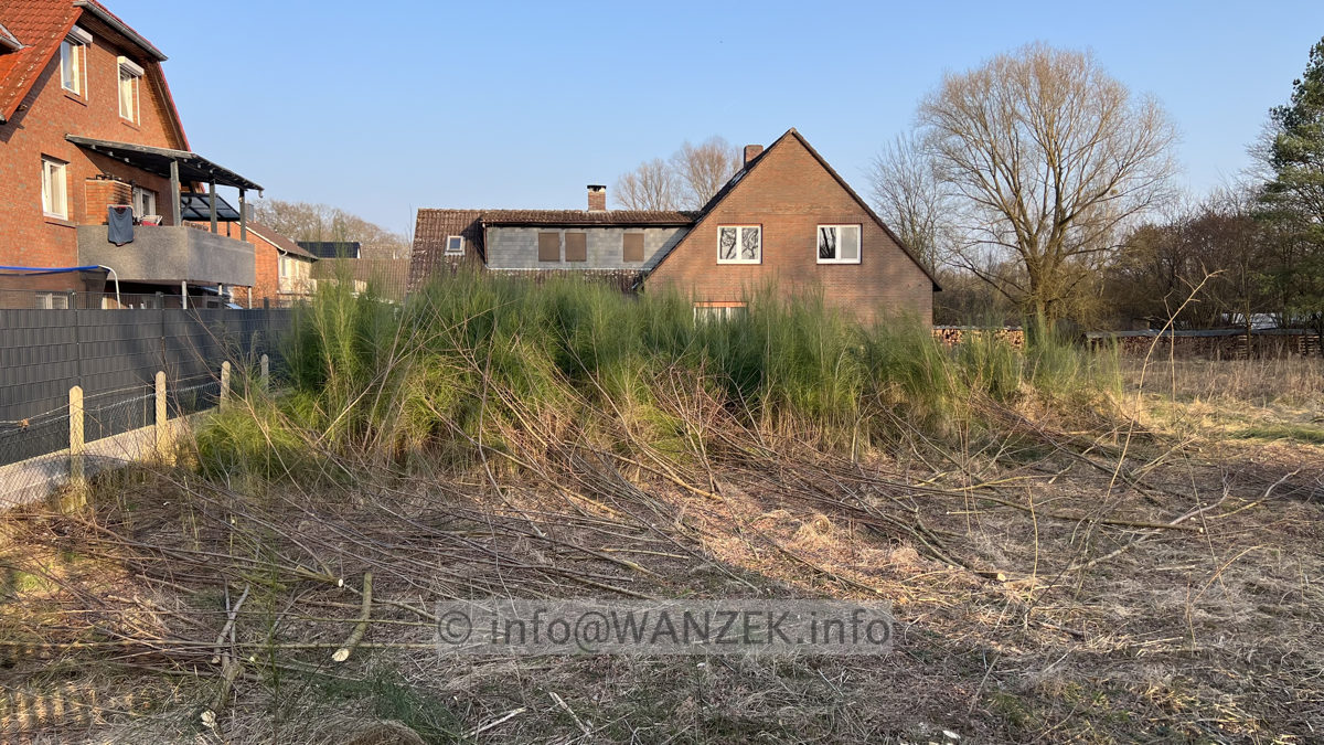 Tamarix parviflora 02.jpg